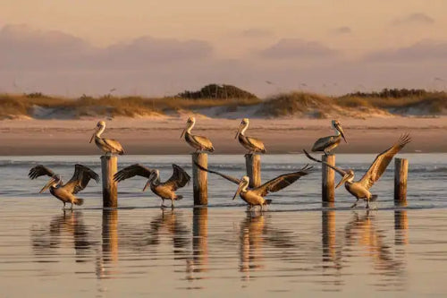 Group of pelicans on wooden posts in water with a sunset or sunrise sky.